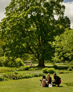 Några studenter sitter i gräset i Botan i Lund. Ett stort grönt träd dominerar bilden. Foto: Kennet Ruona
