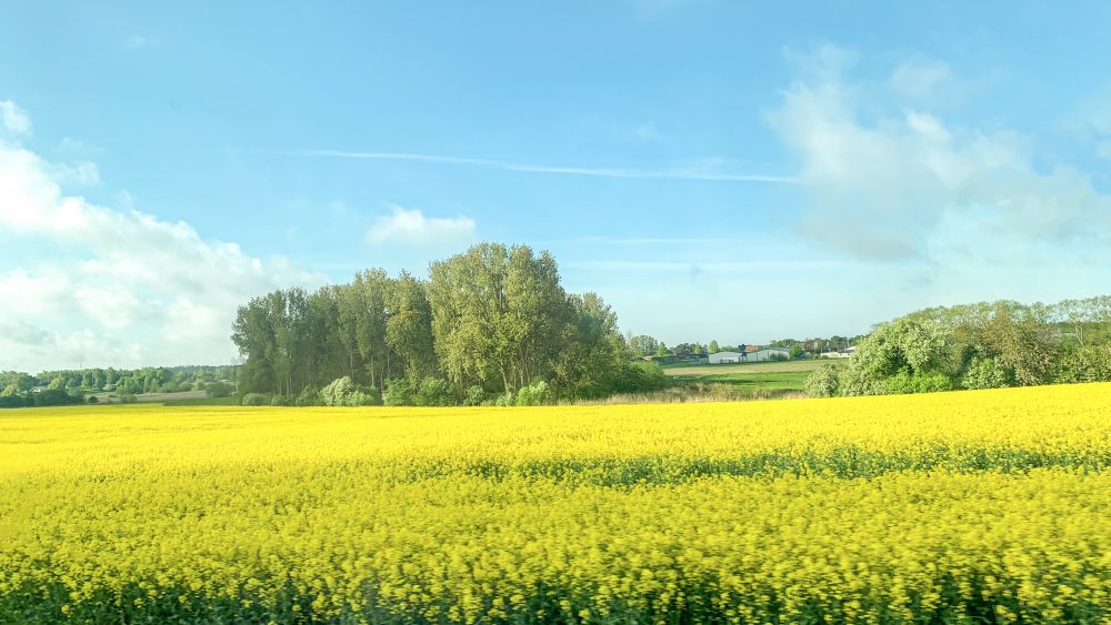 landskapsbild med gula rapsfält, blå himmel och lite buskar i bakgrunden