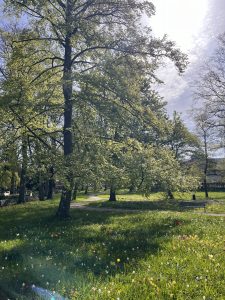 Fina blommor vid promenaden längst norra kyrkogården i Lund!