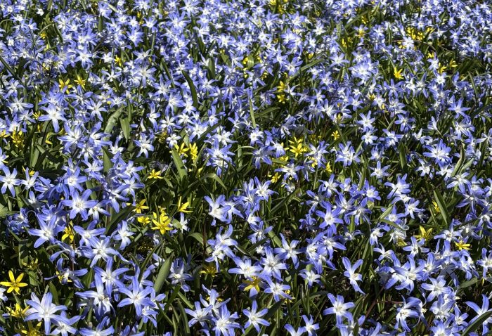 En blomsterbädd av blåstjärnor
