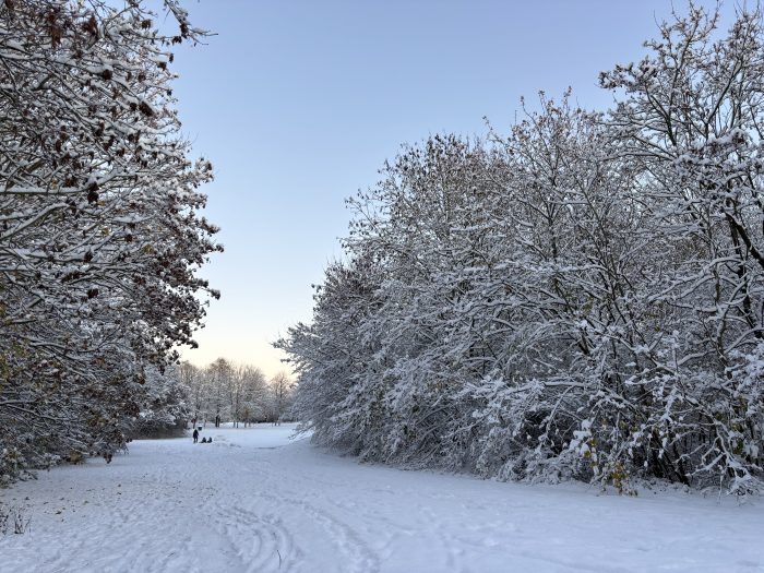 Två träd på vardera sida med snö på. Marken är täckt av snö och solen lyser.