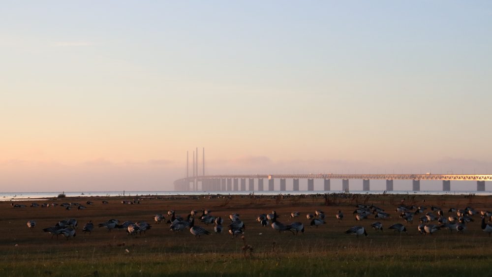 Bild på öresundsbron