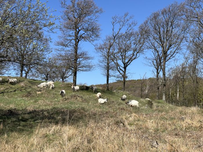En grupp med får som vi såg på vandringen i Mölle-Kullaberg.